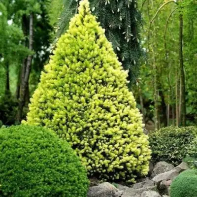 Ель РЕЙНБОУЗ ЭНД сизая в Дзержинске