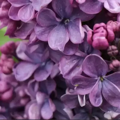 Сирень ВИОЛЕТТА в Дзержинске