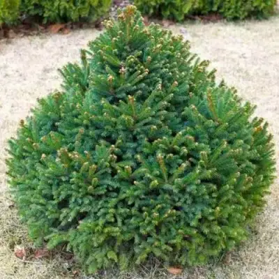 Ель БАРРИ обыкновенная в Дзержинске