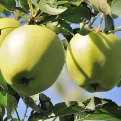 Яблоня САХАРНАЯ в Дзержинске