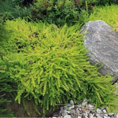 Водяника БЕРНШТЕЙН черная в Дзержинске