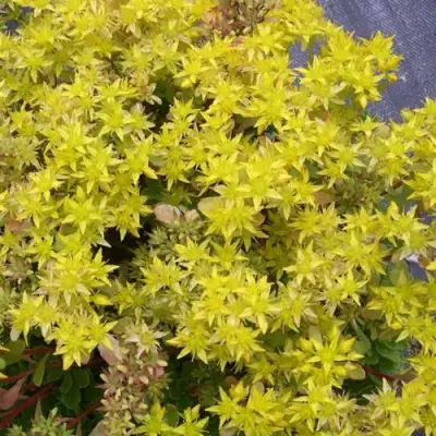 Очиток (седум) ИММЕРГРЮНХЕН в Дзержинске