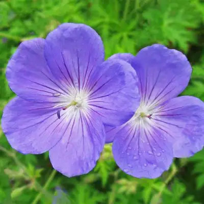 Герань БРУКСАЙД гибридная в Дзержинске