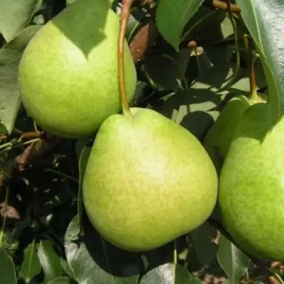 Груша ЛАГОДНАЯ в Дзержинске