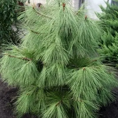 Сосна желтая  в Дзержинске