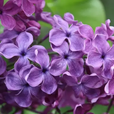 Сирень СУМЕРКИ в Дзержинске