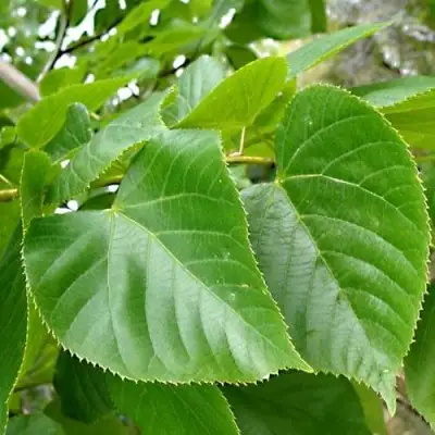 Липа мелколистная в Дзержинске