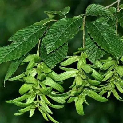 Граб  в Дзержинске