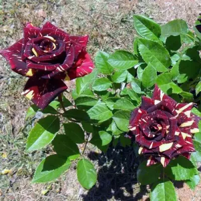 Роза АБРАКАДАБРА чайно-гибридная в Дзержинске