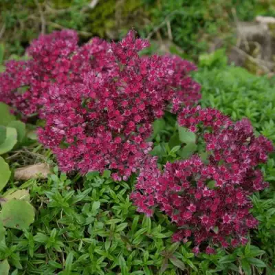 Очиток (седум) РУБИ ГЛОУ скальный в Дзержинске