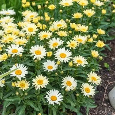 Нивяник БРОДВЕЙ ЛАЙТС великолепный в Дзержинске