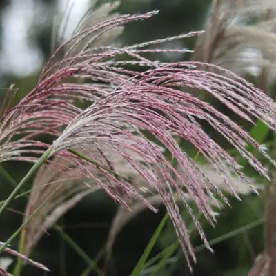 Мискантус МАЛЕПАРТУС китайский  в Дзержинске