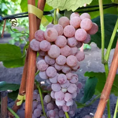 Виноград РИЛАЙНС ПИНК СИДЛИС в Дзержинске