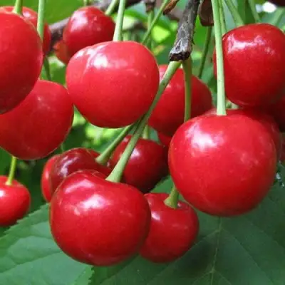 Дюк ПРЕВОСХОДНАЯ ВЕНЬЯМИНОВА в Дзержинске