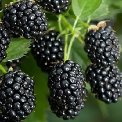 Ежевика ЧЕРНАЯ МАГИЯ ремонтантная  в Дзержинске