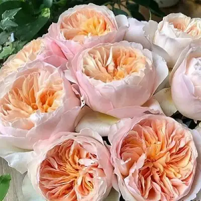 Роза ДЖУЛЬЕТТА английская в Дзержинске