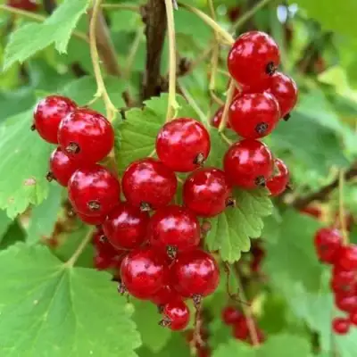 Смородина красная МААРСЕС ПРОМИНЕНТ в Дзержинске