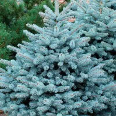 Ель СУПЕР БЛЮ СИДЛИНГ колючая в Дзержинске