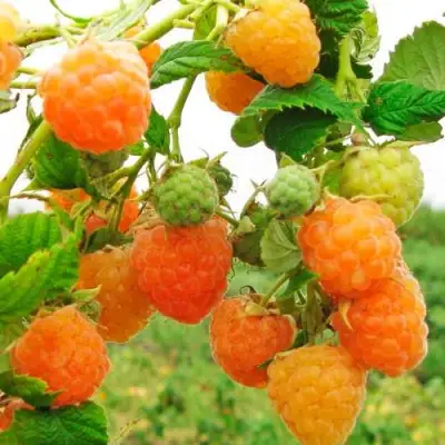 Малина ЗОЛОТЫЕ КУПОЛА в Дзержинске