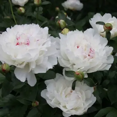 Пион ФЕСТИВА МАКСИМА травянистый в Дзержинске