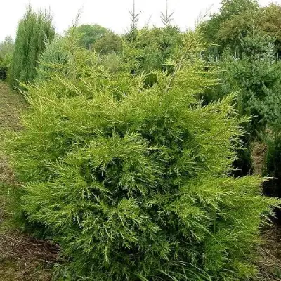 Можжевельник КУРИВАО ГОЛД китайский в Дзержинске