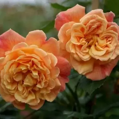 Роза АЛОХА плетистая в Дзержинске