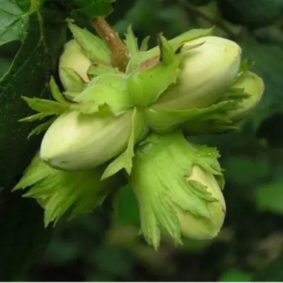 Фундук ТАМБОВСКИЙ ПОЗДНИЙ в Дзержинске