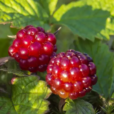 Княженика ЛИНДА в Дзержинске