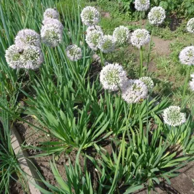 Лук слизун в Дзержинске