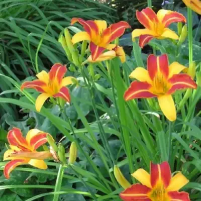 Лилейник ФРАНС ХАЛС в Дзержинске