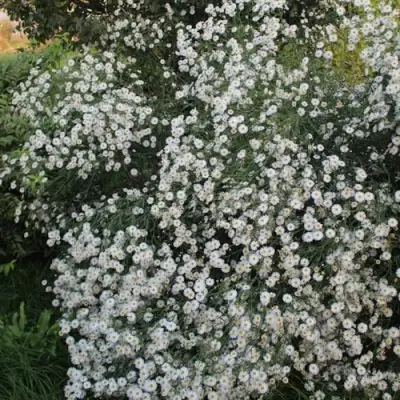 Болтония СНОУБЭНК в Дзержинске