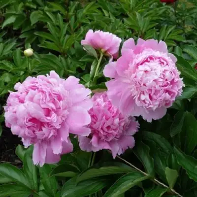 Пион МЕСЬЕ ЖЮЛЬ ЭЛИ травянистый в Дзержинске