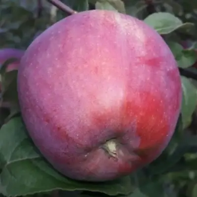 Яблоня ЗОРКА в Дзержинске