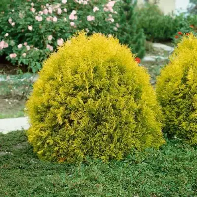 Туя РЕЙНГОЛД западная в Дзержинске