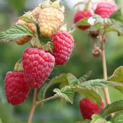 Малина МОЛЛИНГ ДЖУНО в Дзержинске