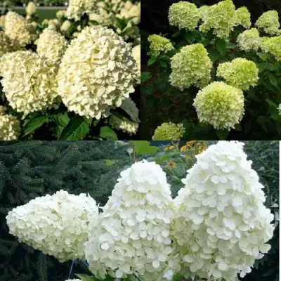 Комплект НЕЖНЫЙ КАПУЧИНО в Дзержинске