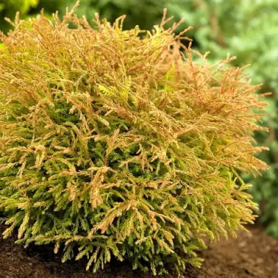 Туя ГОЛДЕН ТАФФЕТ западная в Дзержинске