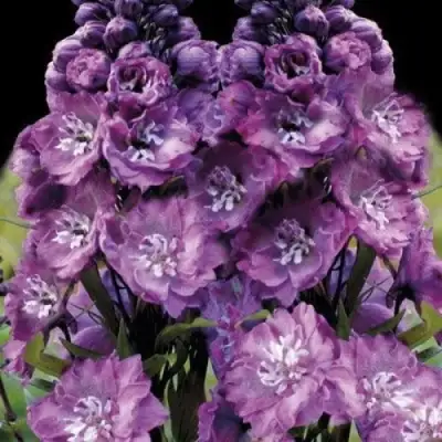 Дельфиниум ДЕЛЬФИС ПИНК ПАУЭ высокий в Дзержинске