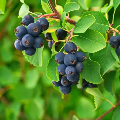 Ирга КОЛОСИСТАЯ в Дзержинске