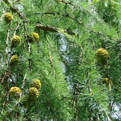 Лиственница КЕМПФЕРА в Дзержинске