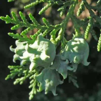 Туя восточная в Дзержинске