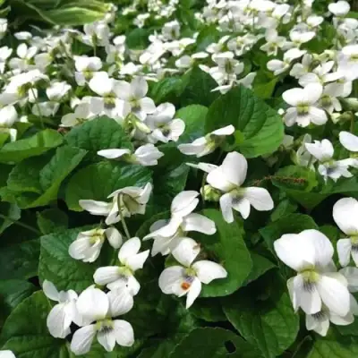 Фиалка АЛЬБИФЛОРА сестринская в Дзержинске