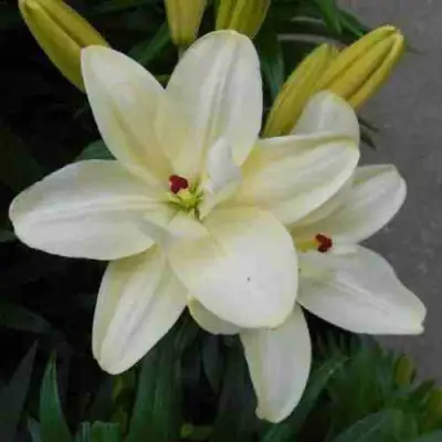 Лилия ААРОН азиатская махровая в Дзержинске