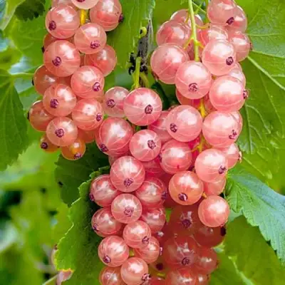 Смородина белая ПРЫГАЖУНЯ (РОЗОВАЯ) в Дзержинске