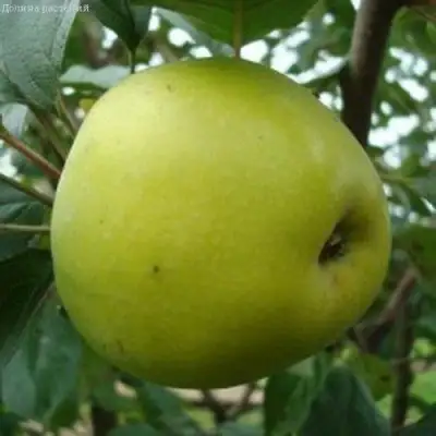 Яблоня КОШТЕЛЯ в Дзержинске