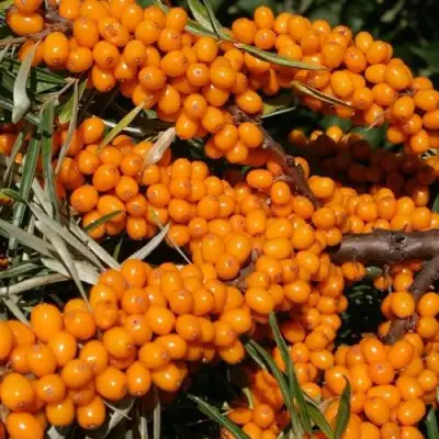 Облепиха АЛТАЙСКАЯ в Дзержинске