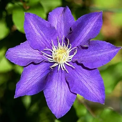 Клематис ЗЕ ПРЕЗИДЕНТ в Дзержинске