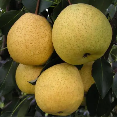Груша ВЕЛИКАЯ ЛЕТНЯЯ (БОЛЬШАЯ ЛЕТНЯЯ) в Дзержинске