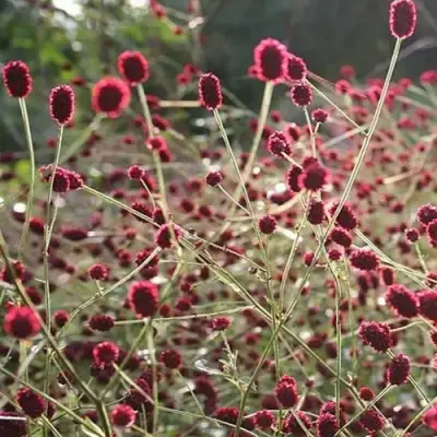 Кровохлебка ЧОКОЛАТ ТИП в Дзержинске