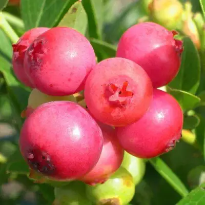 Голубика ПИНК ЛИМОНАД в Дзержинске